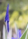 Variegated Japanese Iris laevigata Variegata, purple budding flower Royalty Free Stock Photo